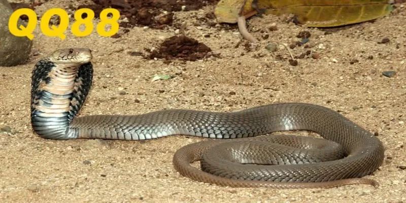 Cập nhật mới tại QQ88 năm 2025