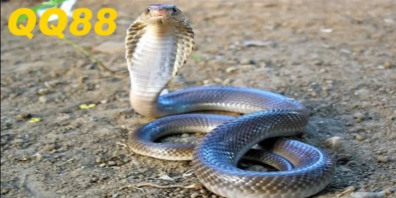 Nhiều điều hay ho 2025